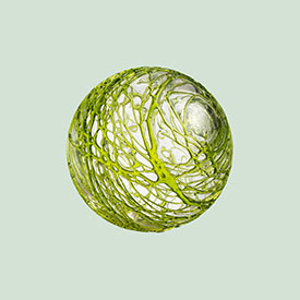 Lime Cobweb 3
